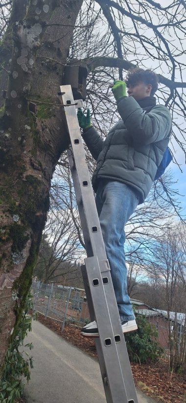 Ein Jugendlicher reinigt einen Nistkasten an einem Baum